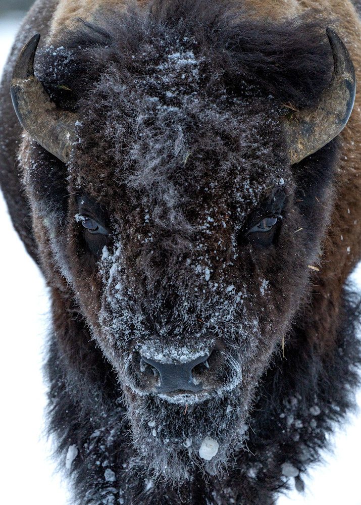 Bison Snow Portrait Art | Strati Hovartos