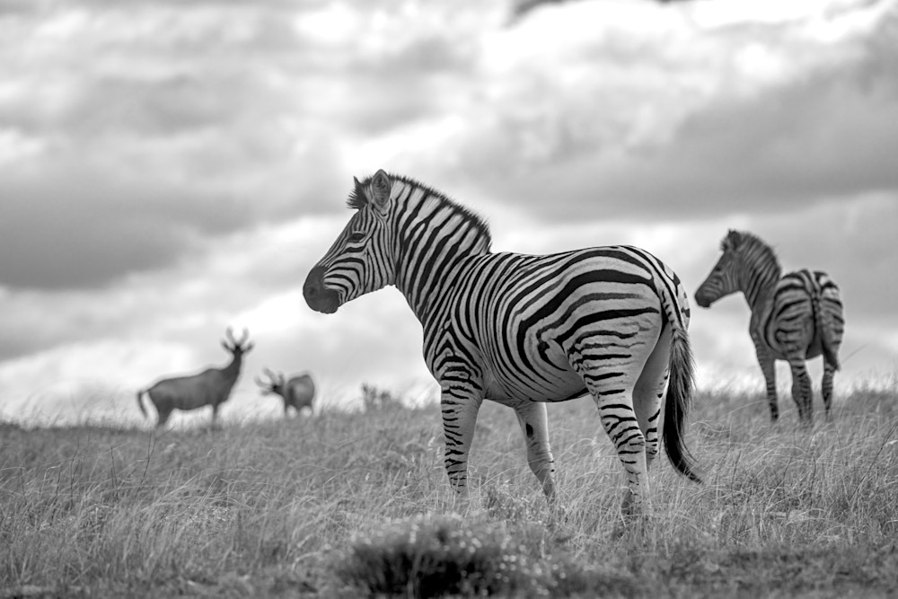Zebra Art | Strati Hovartos