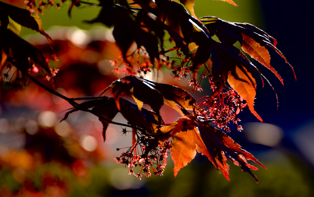 Chinese Maple Photography Art | Stephen Barth Photography
