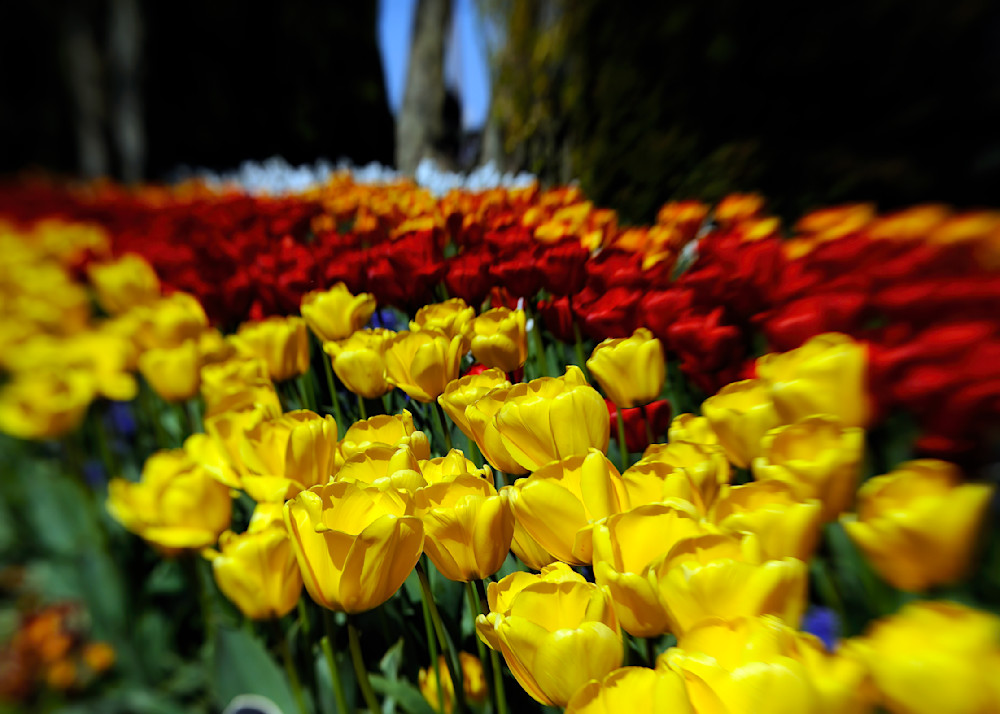 Tulips of Color