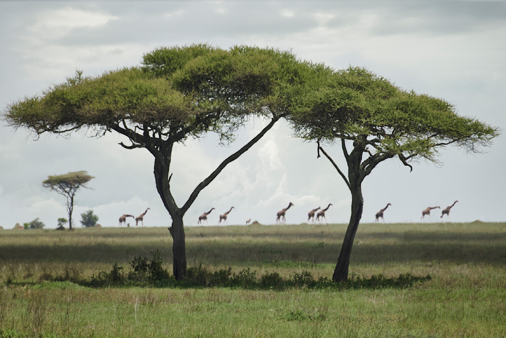 Giraffes Marching Photography Art | Garret Suhrie Photography