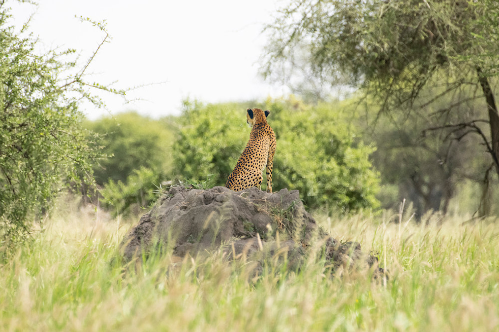 Cheetah Above The Tall Grass Photography Art | Garret Suhrie Photography