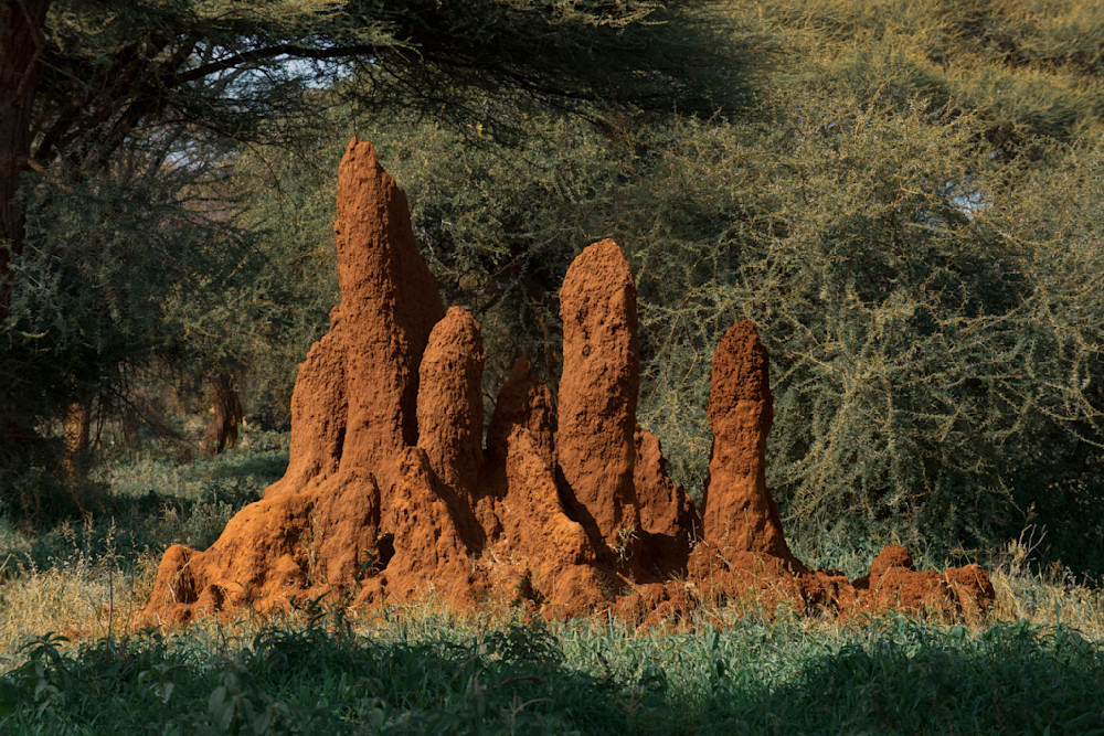 Termite Towers Photography Art | Garret Suhrie Photography