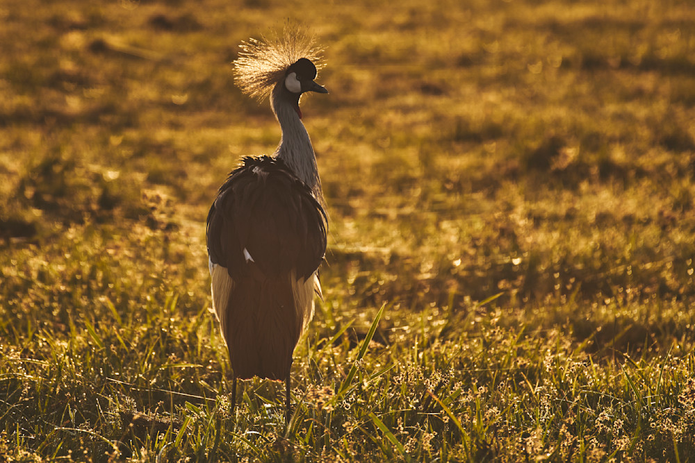 Crowned Crane Photography Art | Garret Suhrie Photography