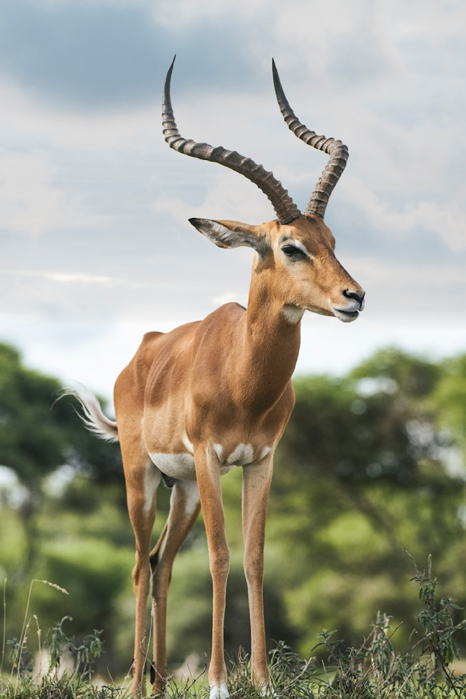 Antelope Standing Tall Photography Art | Garret Suhrie Photography