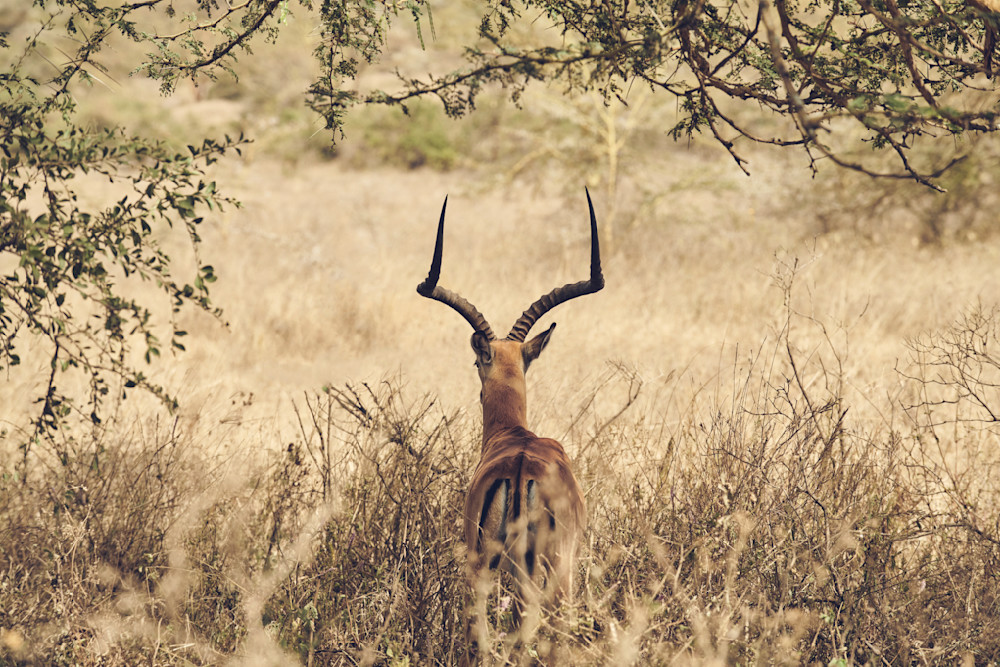 Antsy Antelope Photography Art | Garret Suhrie Photography