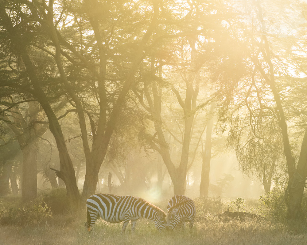 Zebras At Dawn Photography Art | Garret Suhrie Photography