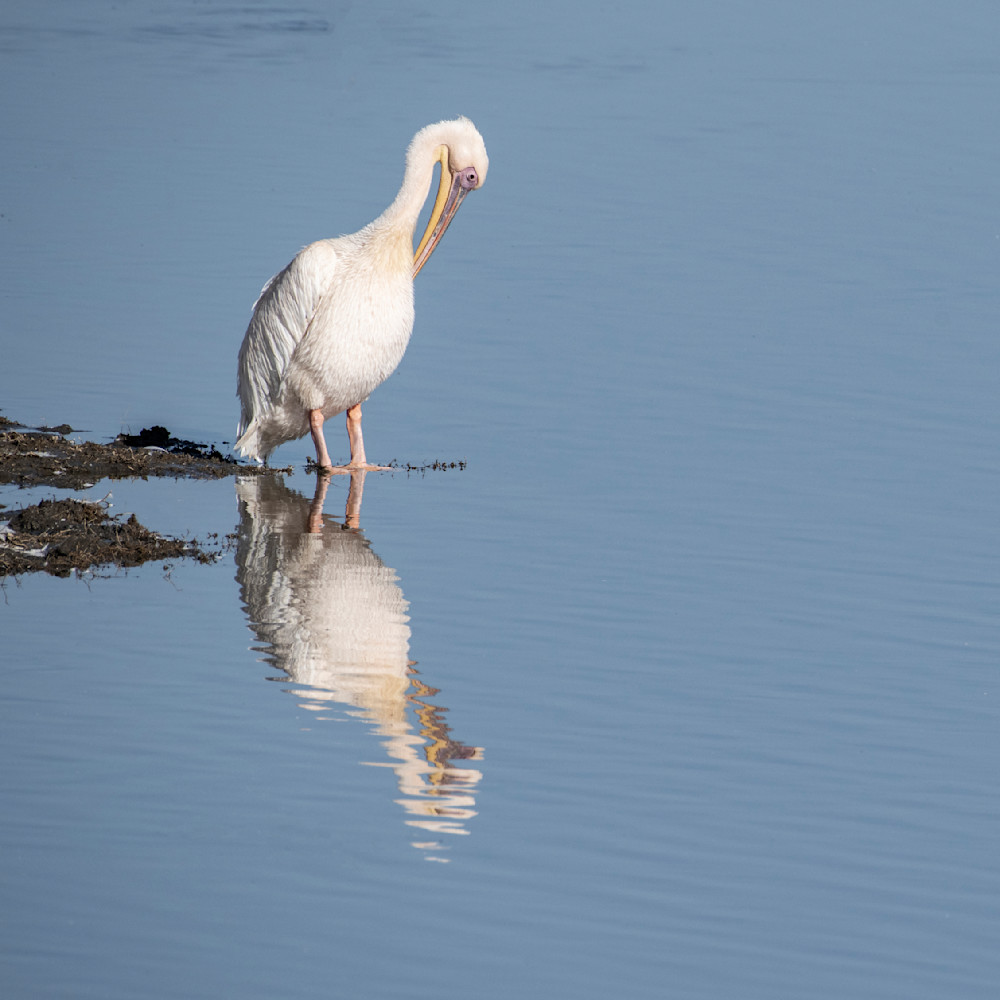 Narcissus Bird Photography Art | Garret Suhrie Photography