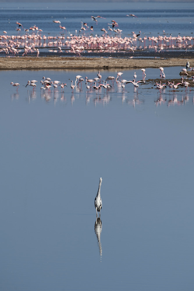 Stork And Flamingos Photography Art | Garret Suhrie Photography