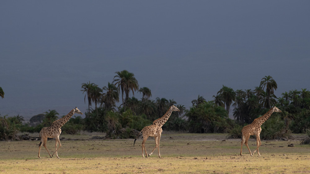 Giraffes Marching Photography Art | Garret Suhrie Photography