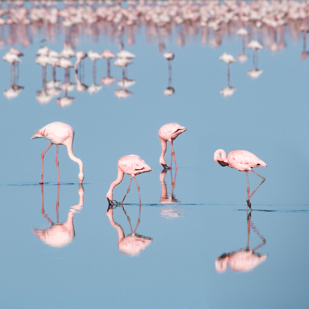 Flamingos Reflected Photography Art | Garret Suhrie Photography