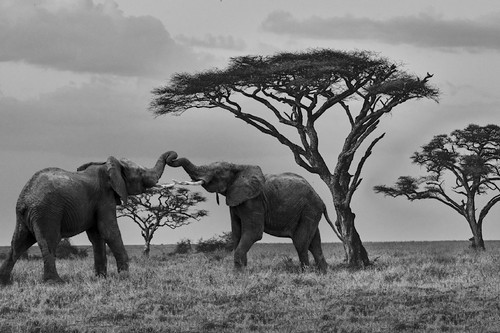 Elephants At Play Photography Art | Garret Suhrie Photography