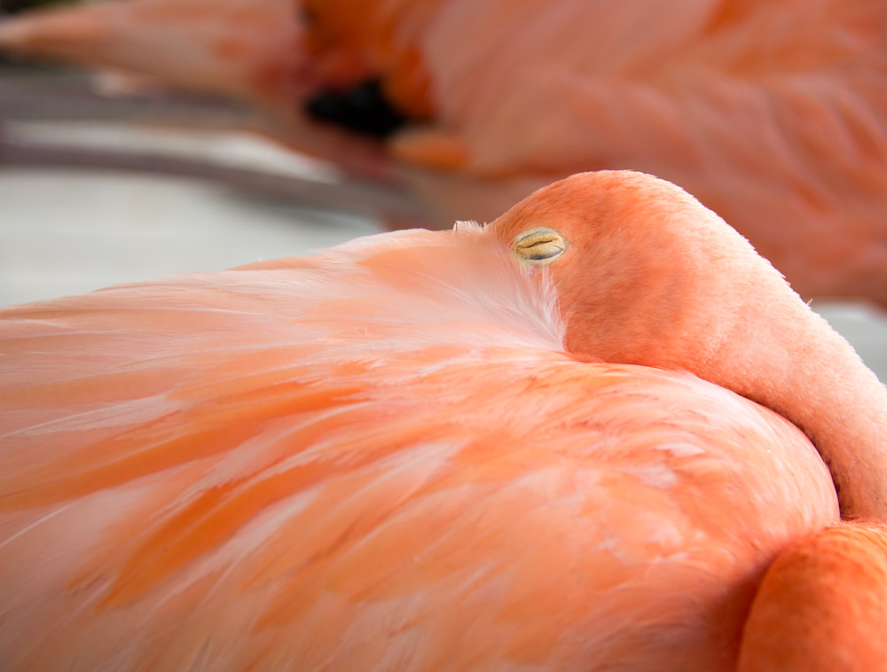 Sleeping Flamingo Photography Art | Susan Halpin