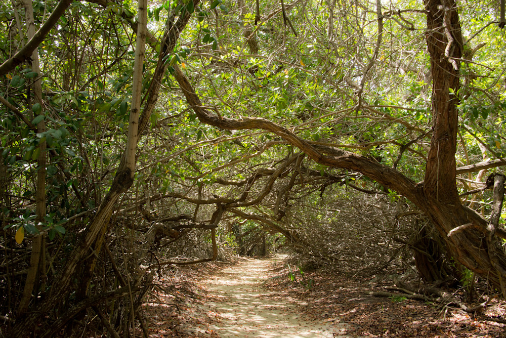 Tropical Walk Photography Art | Susan Halpin