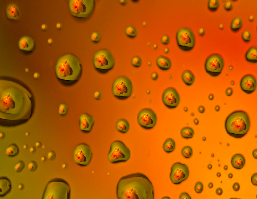 Hibiscus Bubbles Photography Art | Inspiring Images