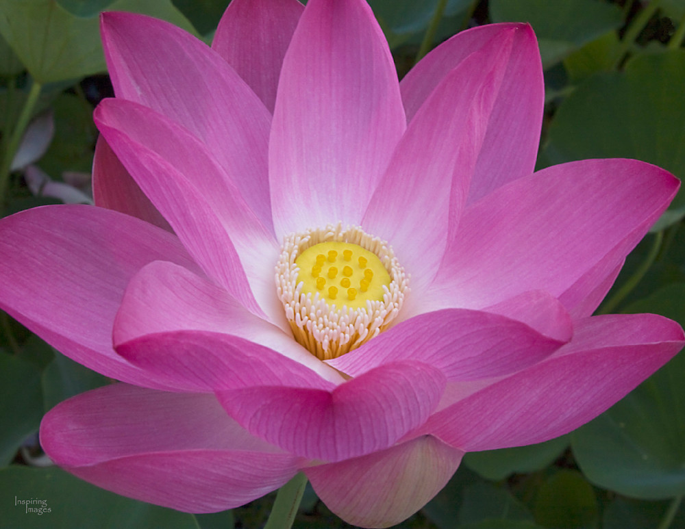 Averie Lotus Photography Art | Inspiring Images