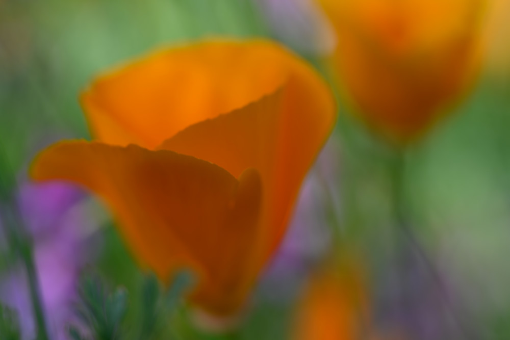 California Poppy No. 2 Photography Art | Aaron Miller Photography 