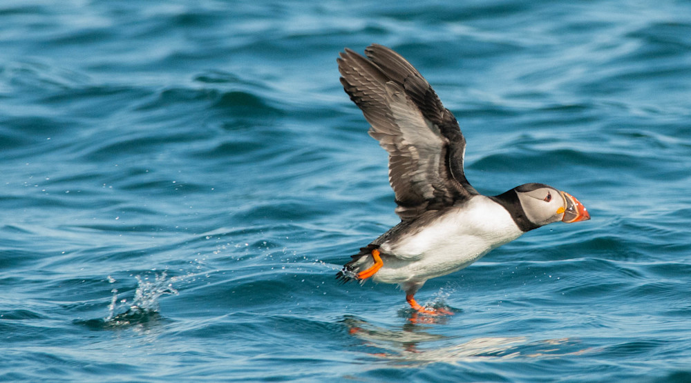 Puffin Takeoff Photography Art | Monteux Gallery