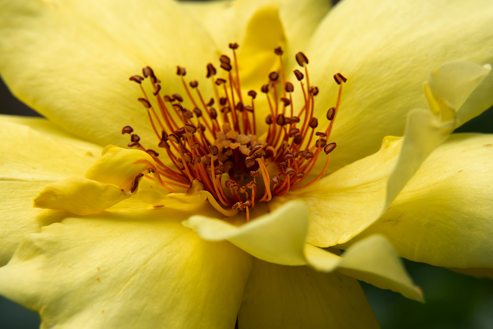Yellow Rose Of Alabama Photography Art | Playful Gallery by Rob Harrison