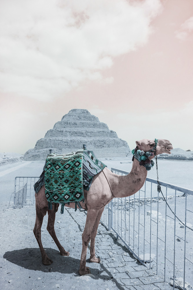Camel In Saqqara Art | Antonella Alberti Art