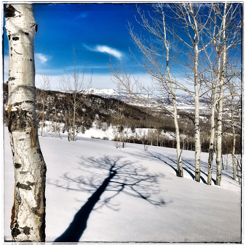 Aspen Shadow Intrigue Art | photographicsart