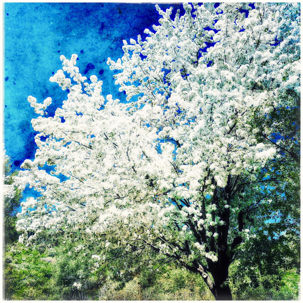 Blooming White Art | photographicsart