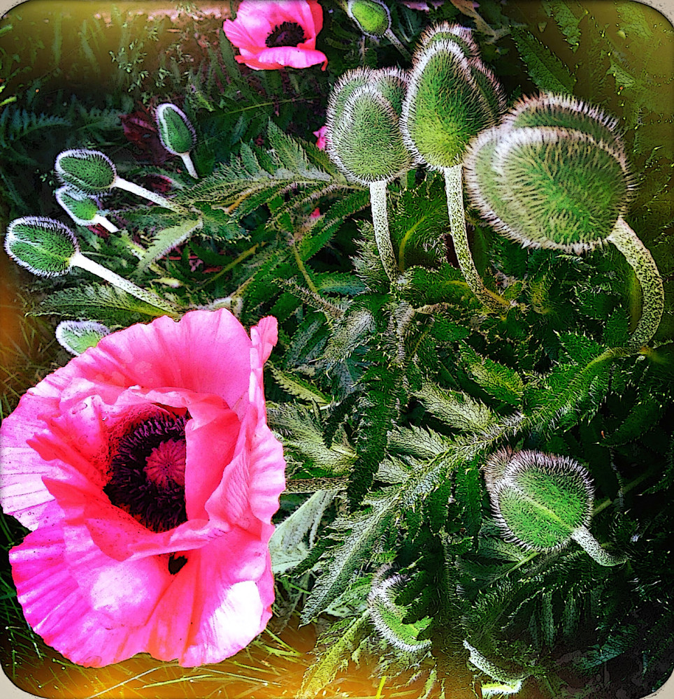 Poppy Delight Art | photographicsart