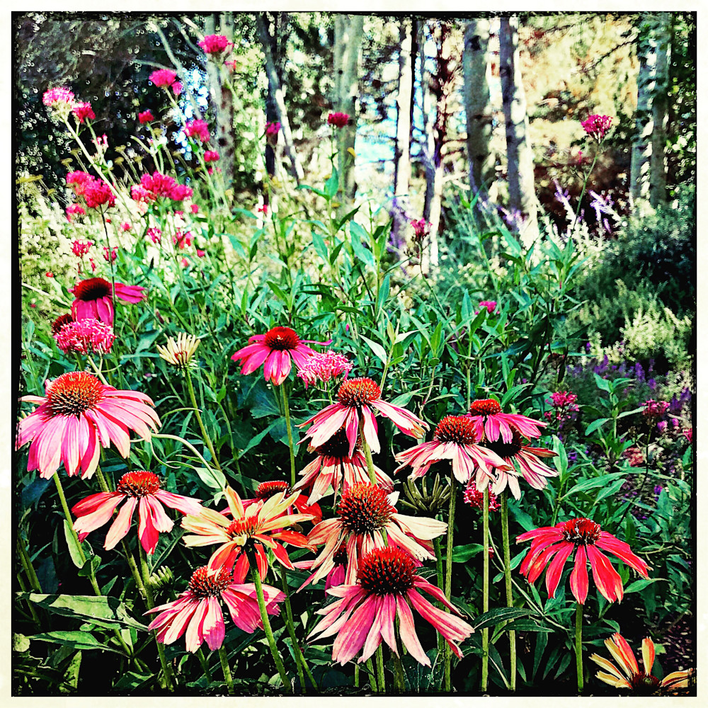 Botanic Contrast Art | photographicsart