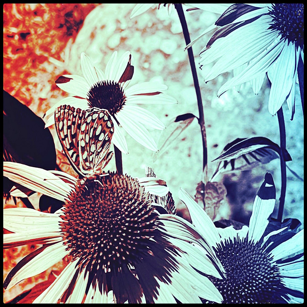 Butterfly Attraction Art | photographicsart