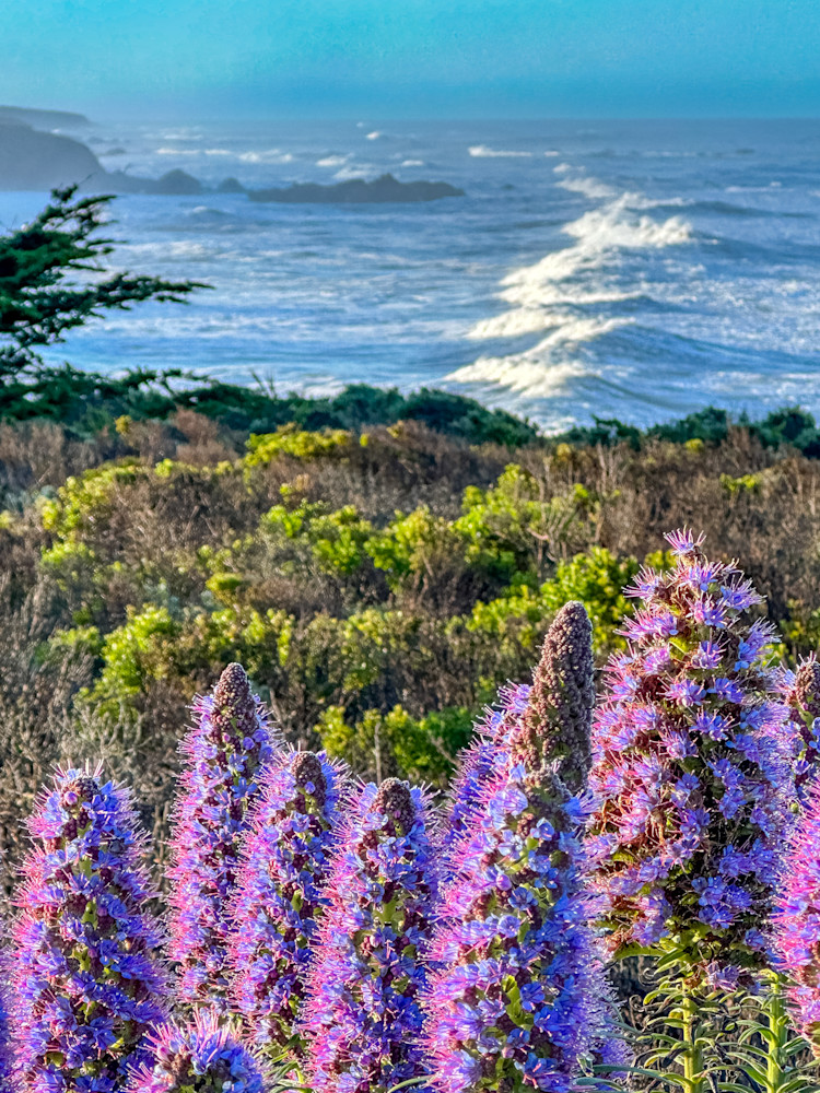 Cambria's Pride Of Madeira Photography Art | NKF Fine ART
