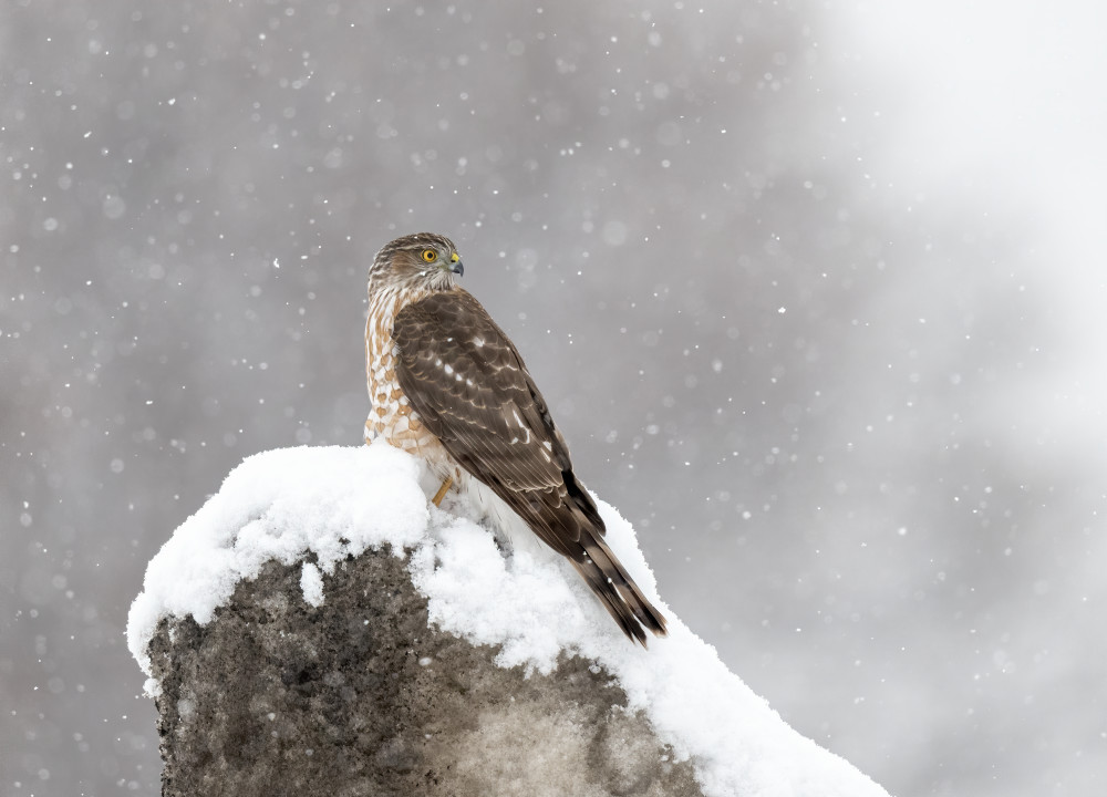 Sharp Shinned Hawk In Snowstorm Photography Art | Tom Ingram Photography