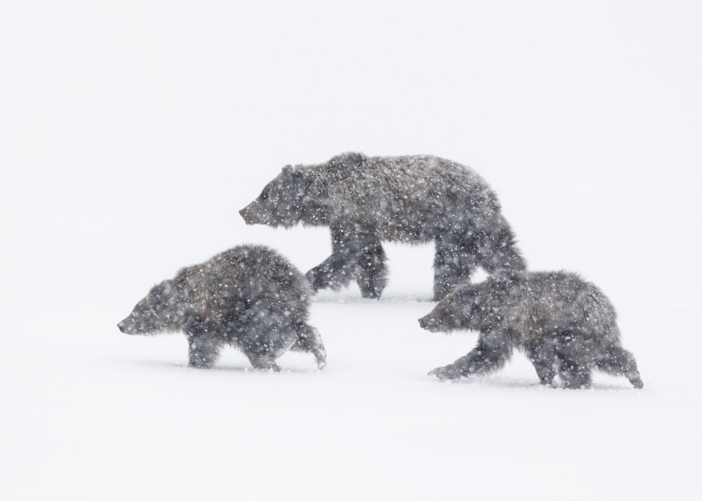 Grizzly Mother And Two Cubs In Spring Storm, Grand Teton National Park Photography Art | Tom Ingram Photography