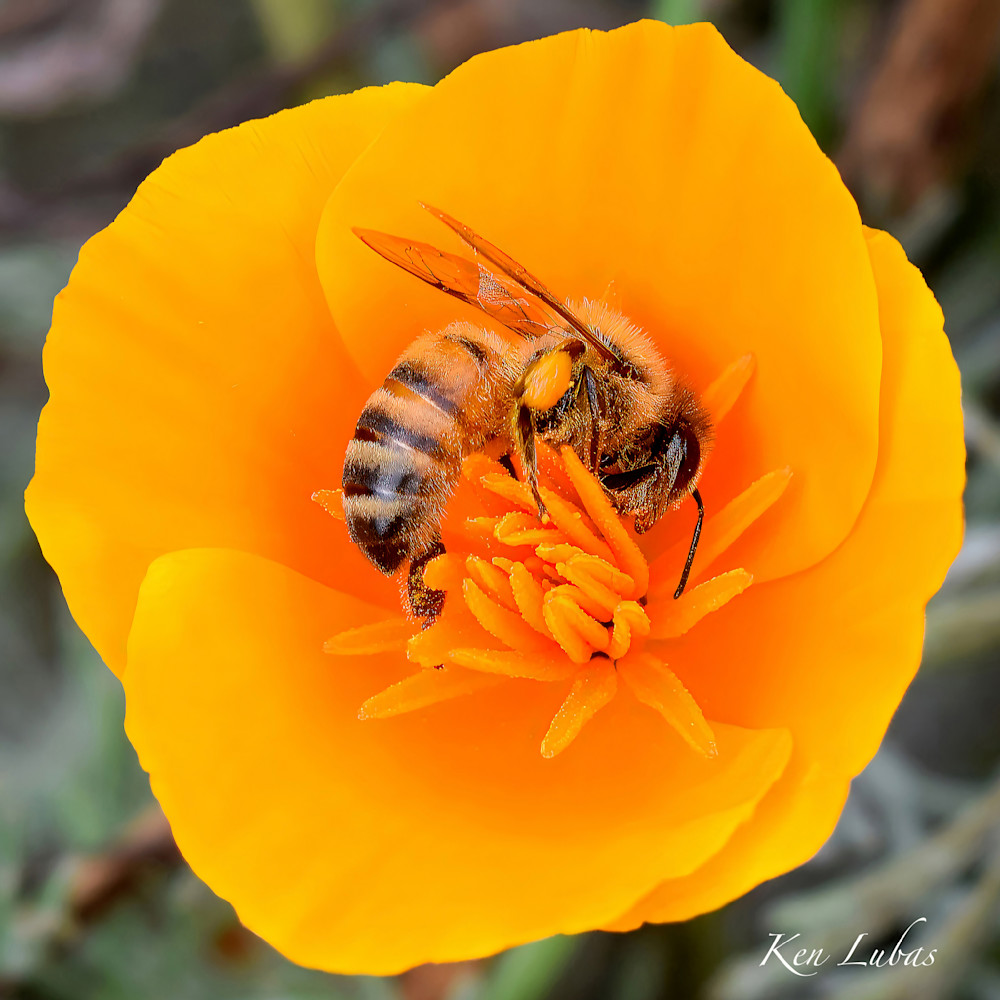 Bee And California Poppy Photography Art | Art Beyond Control