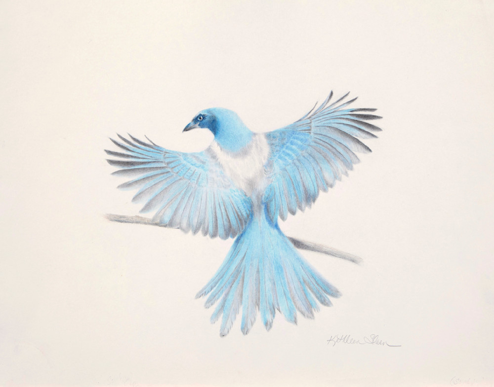 Scrub Jay Endangered Art | Kathleen Slaven Art
