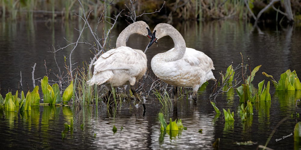 Romance Of The Swans Art | Alaska Wild Bear Photography
