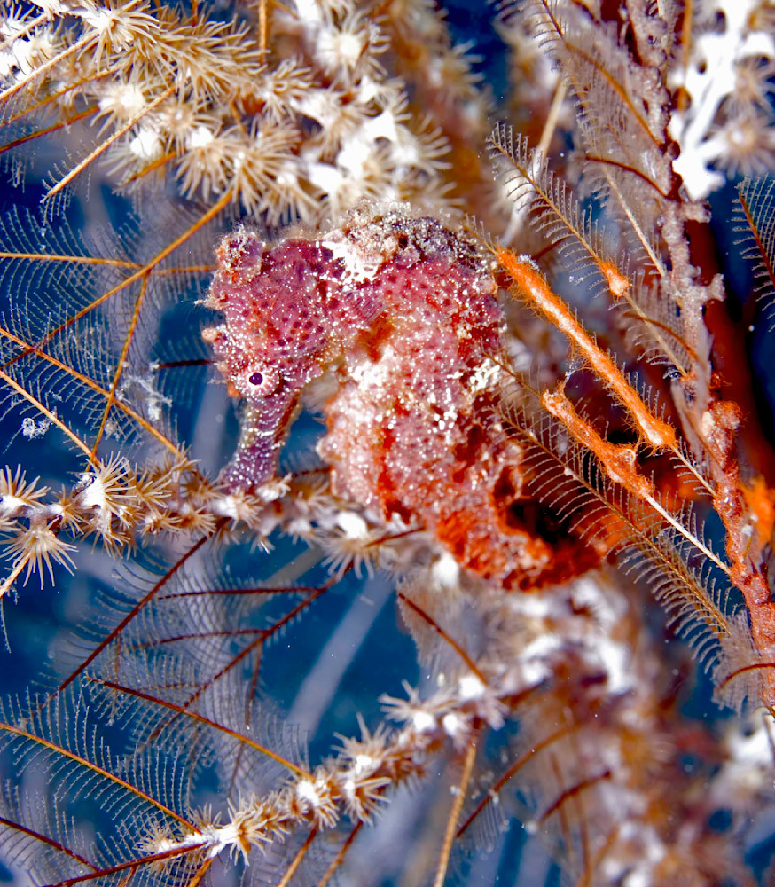 Red Seahorse On Hydroid Photography Art | Christina Rudman Photography