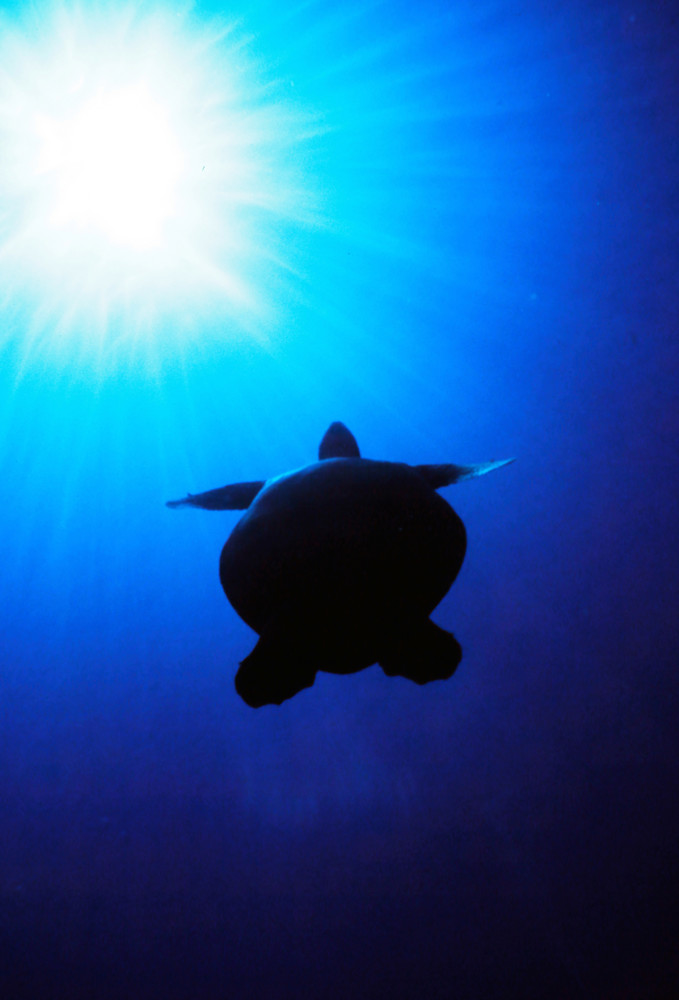 Guiding Light Sea Turtle Photography Art | Christina Rudman Photography