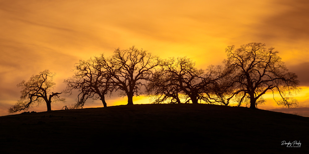 The oak family