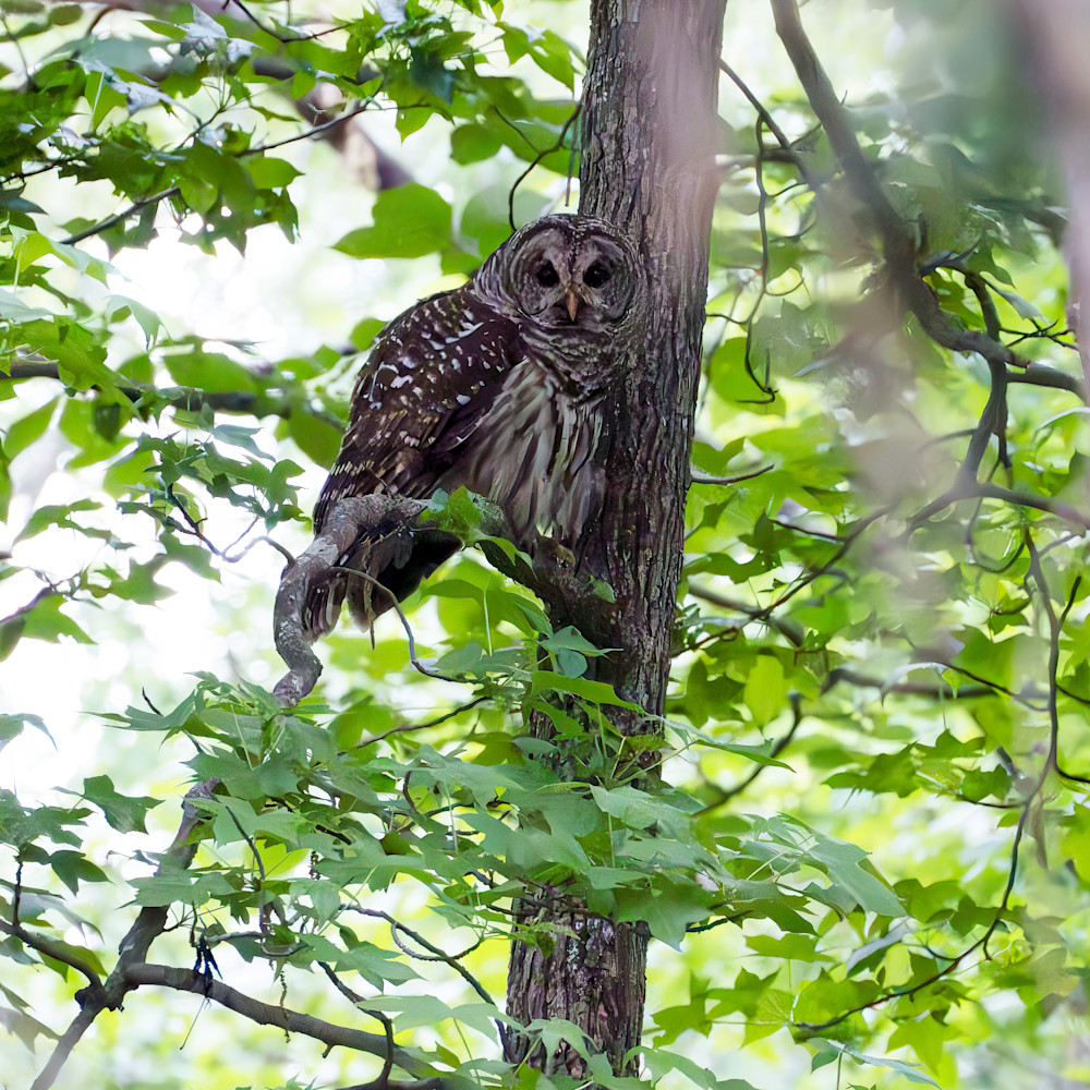 Barred Owl Photography Art | Playful Gallery by Rob Harrison