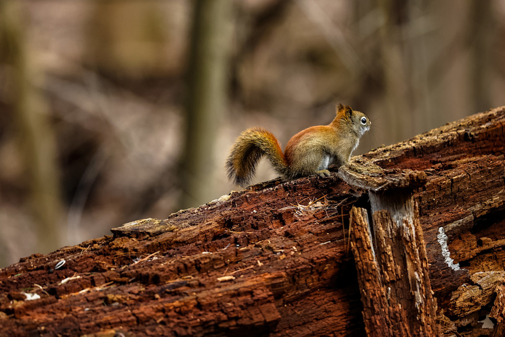 Squirrel Photography Art | Kevin Morris Photography USA