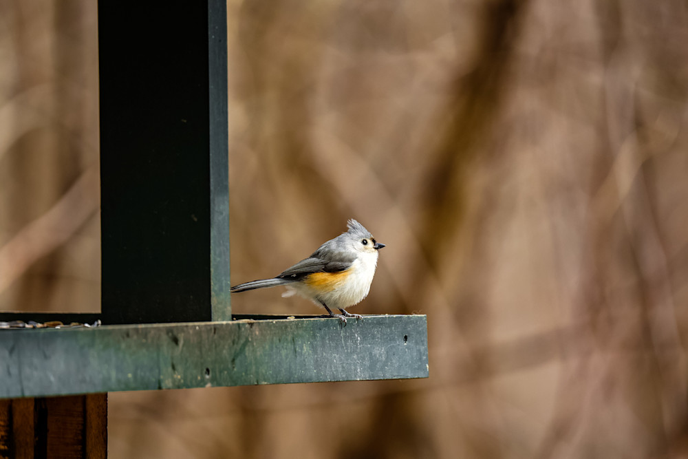 Bird Photography Art | Kevin Morris Photography USA