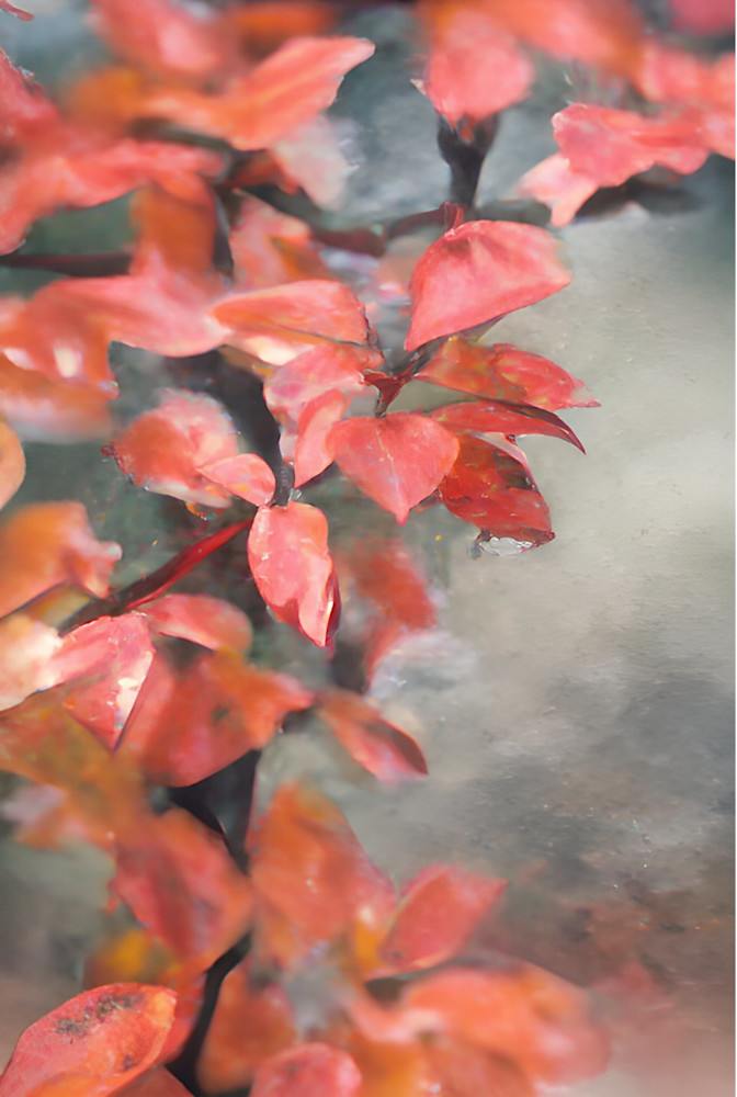 Autumn Leaves