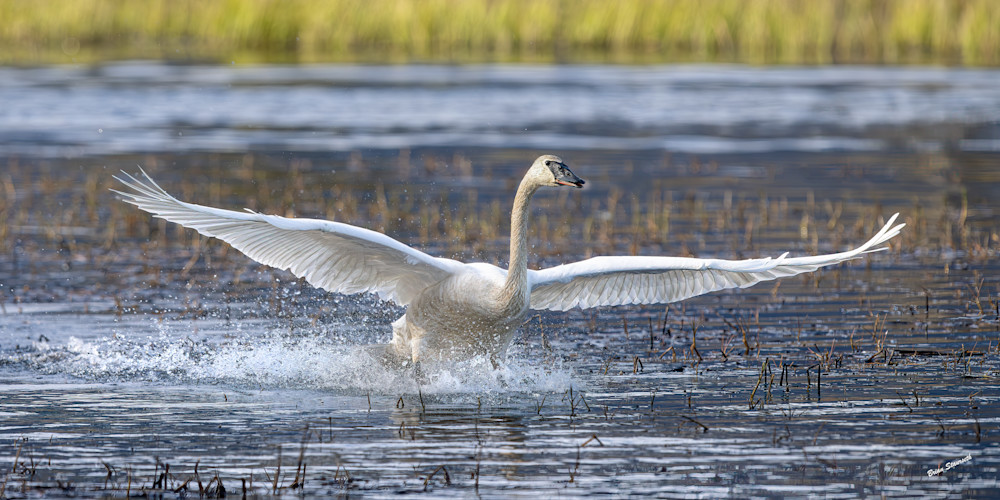 Swan Landings Art | Alaska Wild Bear Photography
