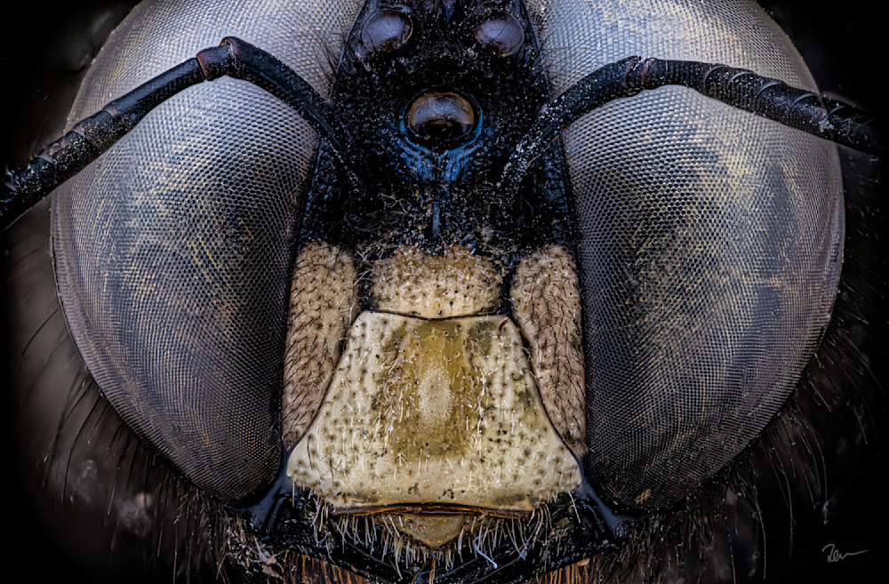 Bumble Bee  Photography Art | Robert Levy Photographics