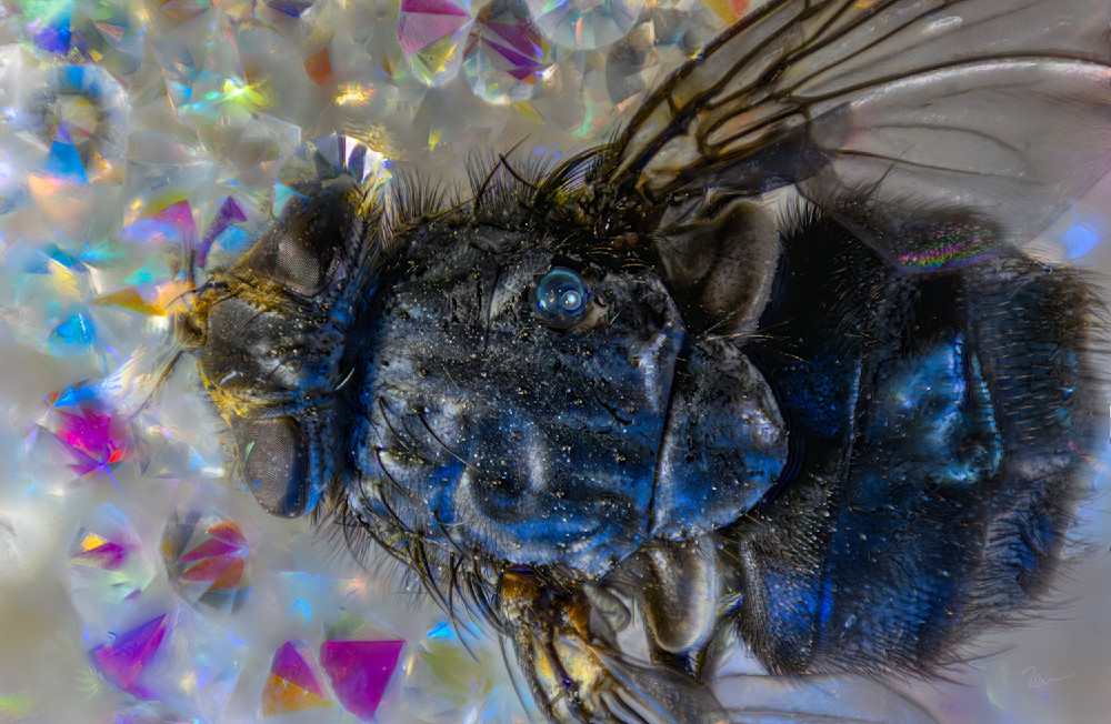 House Fly 2 Photography Art | Robert Levy Photographics