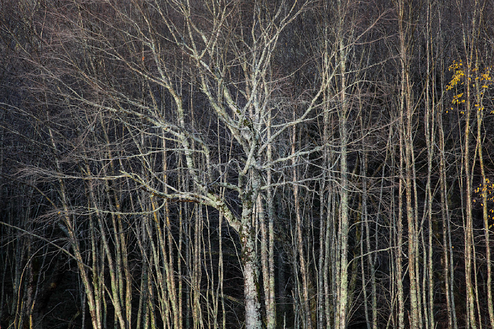 9943 Bare Trees  Photography Art | Cunningham Gallery