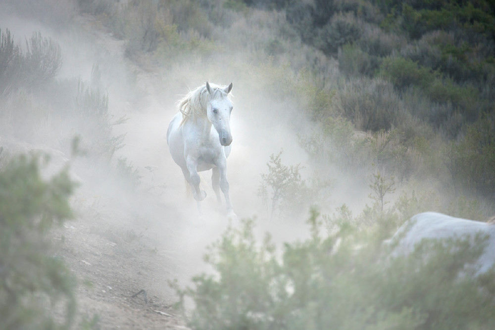 078 H Wild Mustang Photography Art | Cunningham Gallery