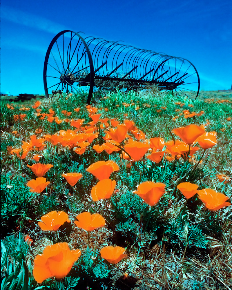 California Gold Photography Art | Art Beyond Control