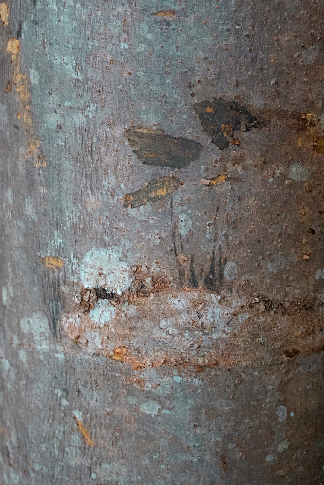 Birds In A Nest Photography Art | racheljeraffi