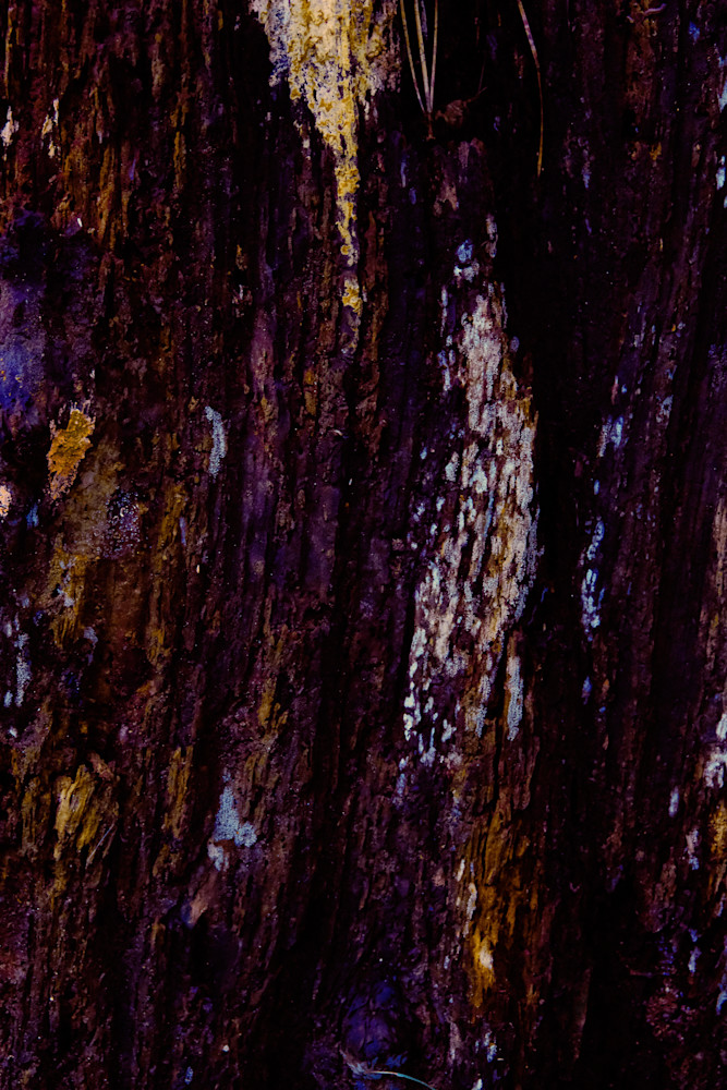 Artist's Canvas Photography Art | racheljeraffi